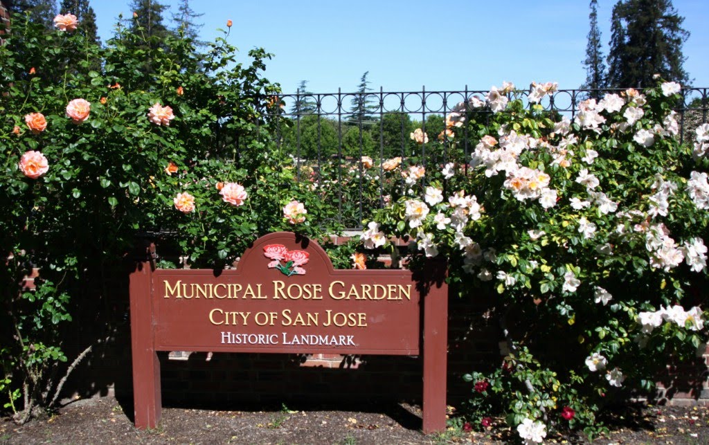 My photo journal San Jose Municipal Rose Garden